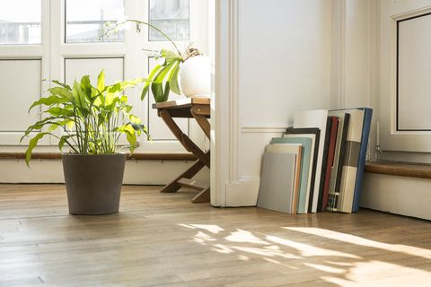 Green plants and art books on parquet floor, Nancy, France