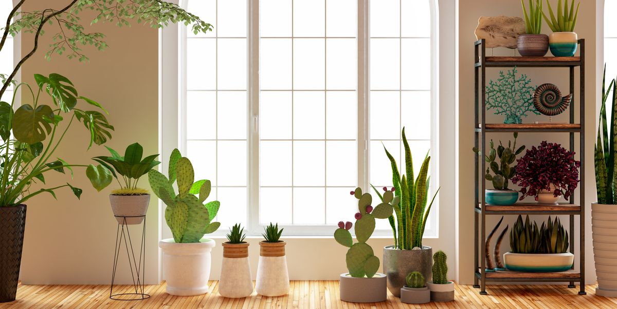 green plants and flowers with window