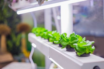 green plants growing in pots