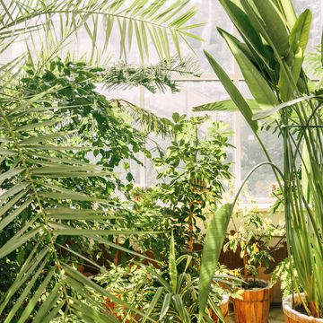 tropical houseplants, green plants in botanical garden