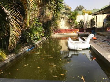 green pool over grown garden