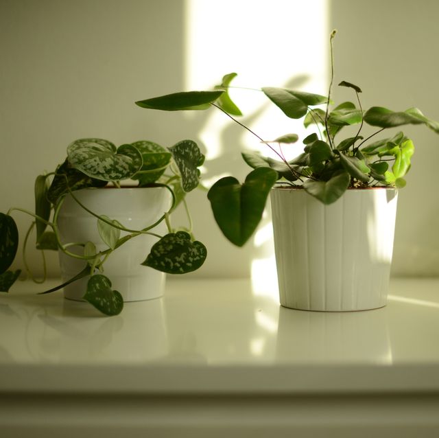 green potted plants on a white dresser