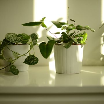 green potted plants on a white dresser