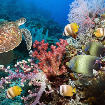 green sea turtle over coral reef