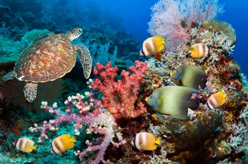 green sea turtle over coral reef