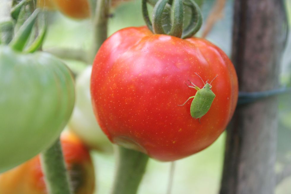 green shield bug eating a tomato in the vegetable garden