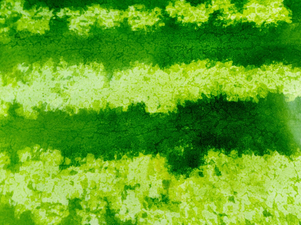 green striped texture of the watermelon