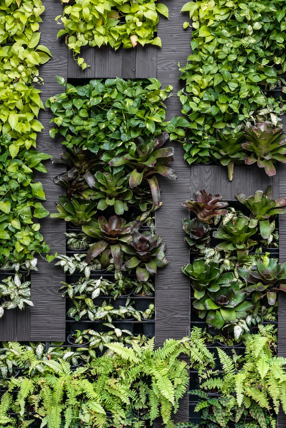 Green wall, eco friendly vertical garden