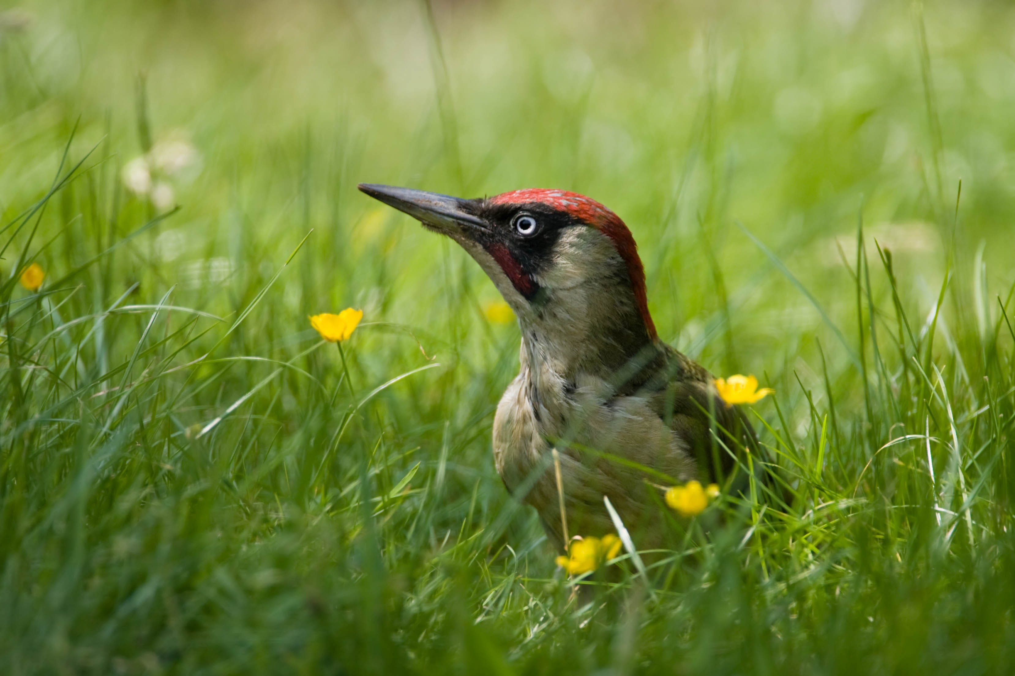 Woodpeckers The Three British Species To Know