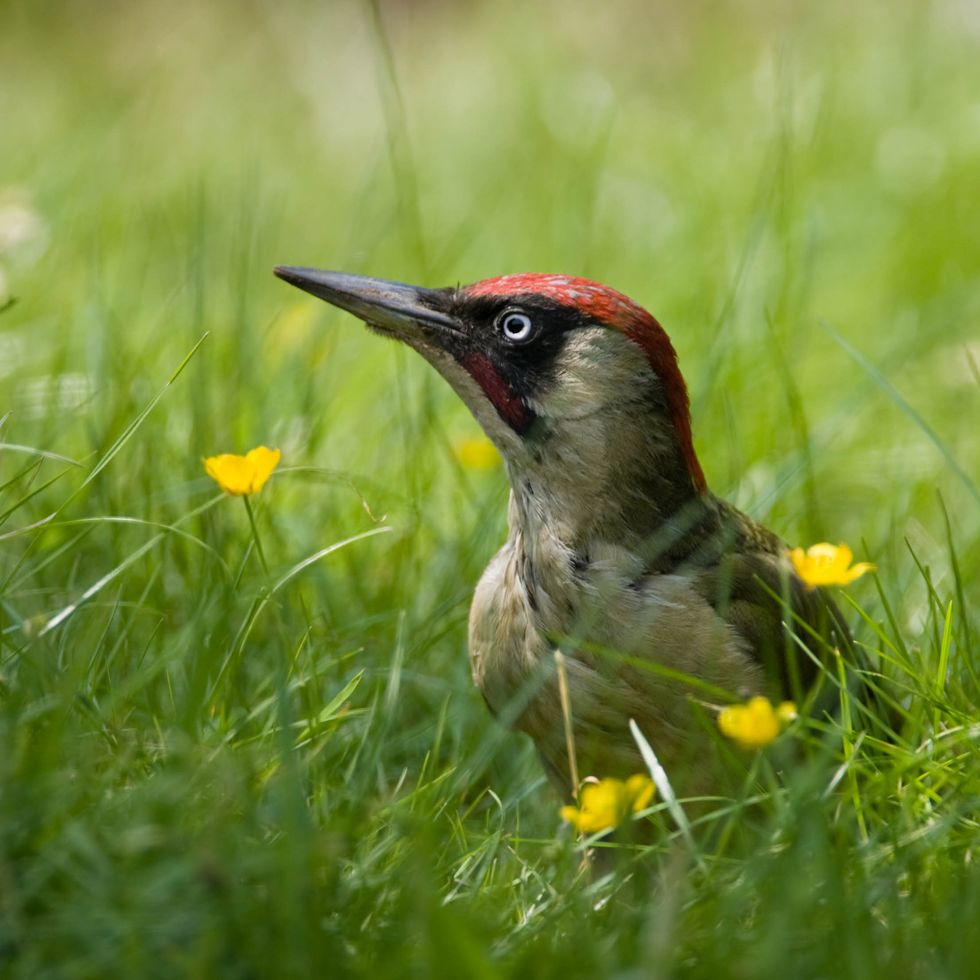 green woodpecker perched in grass and buttercups