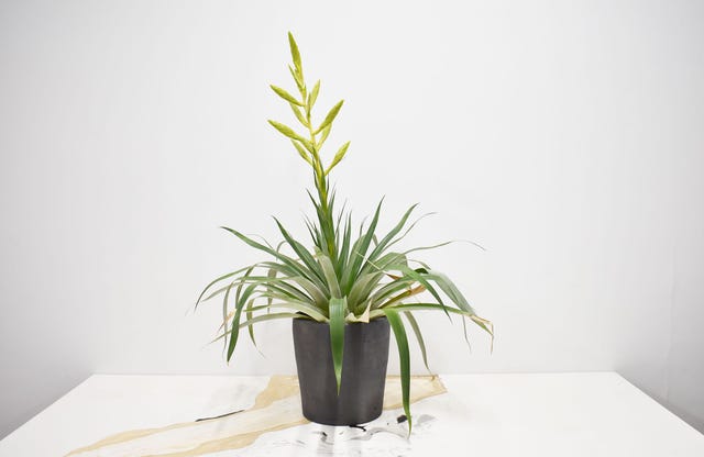 Flower, Flowerpot, Plant, Houseplant, Ikebana, Grass family, Terrestrial plant, Botany, Grass, Floral design, 