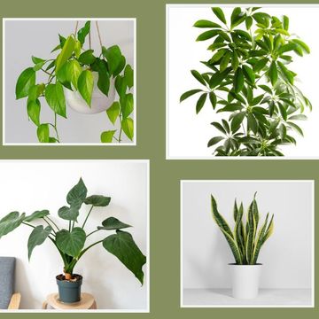 a series of plants in pots