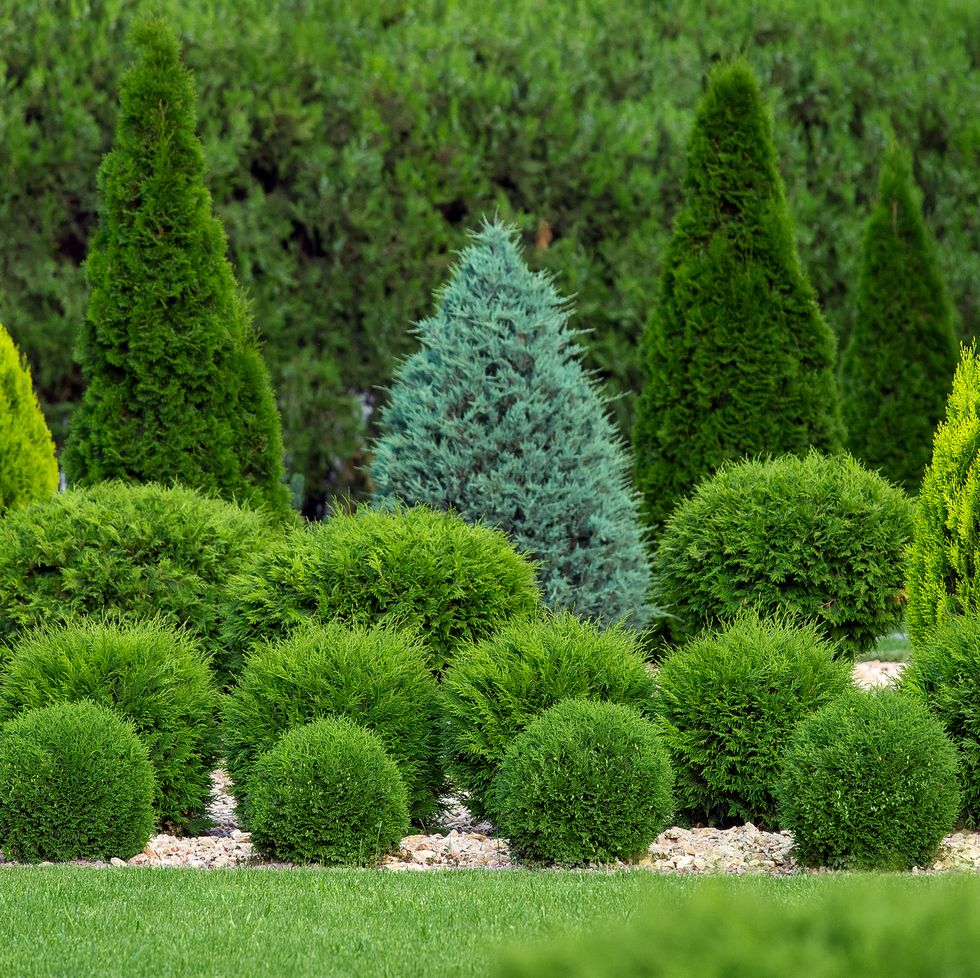 low maintenance landscaping front yard ideas evergreens