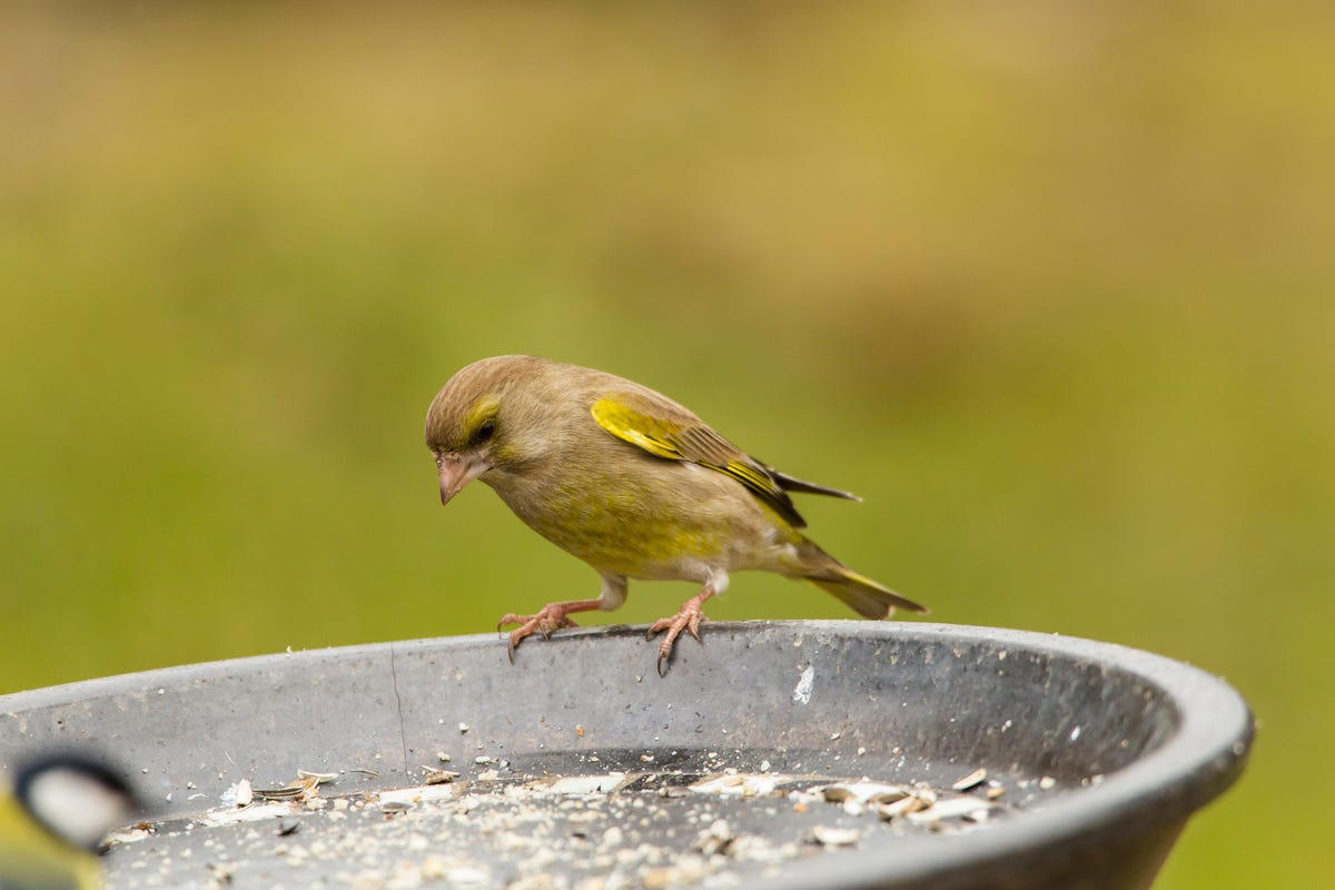 RSPB Warning Over Garden Bird Tables And Deadly Disease