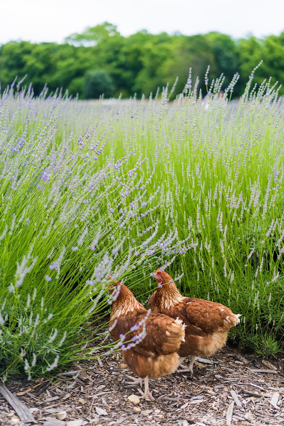 chickens in lavender field and lavender by the bay on long island
