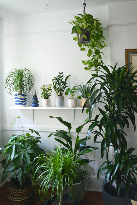 Flowerpot, Plant, Interior design, Houseplant, Vase, Picture frame, Pottery, Herb, 