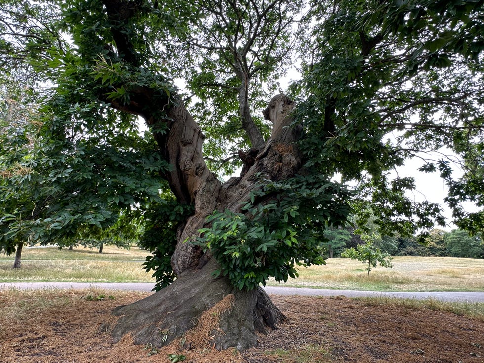 The Shortlist Is In For 2023s Tree Of The Year Which Will You Vote For