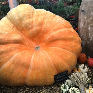 giant pumpkin at chelsea flower show 2021