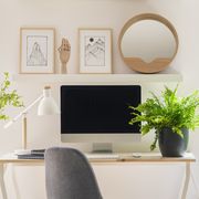 plants for the office