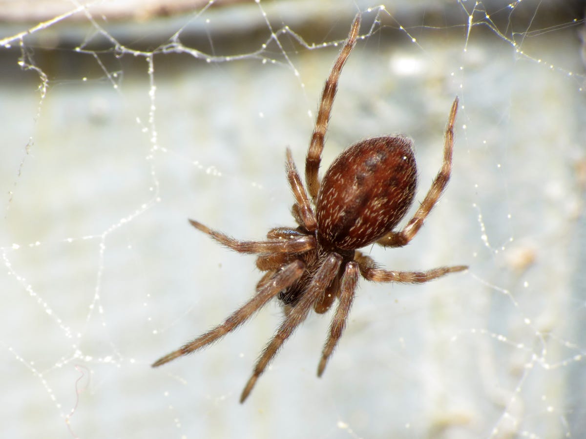 Australian house spider settles in the Netherlands. What do we know?