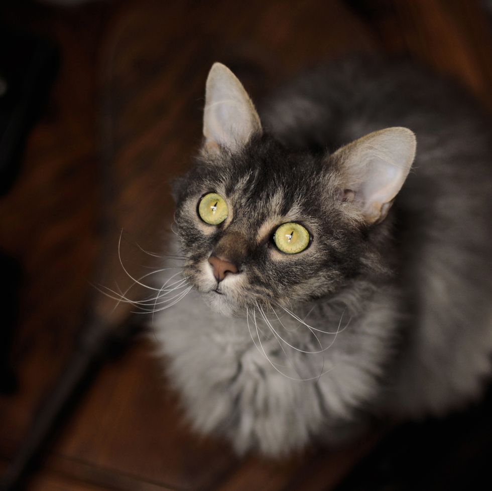 grey cat breeds laperm