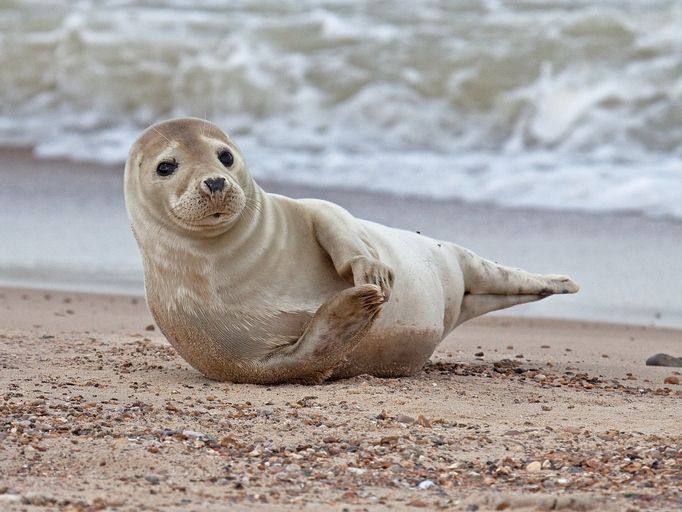 Seal cam' offers live view of San Diego seals