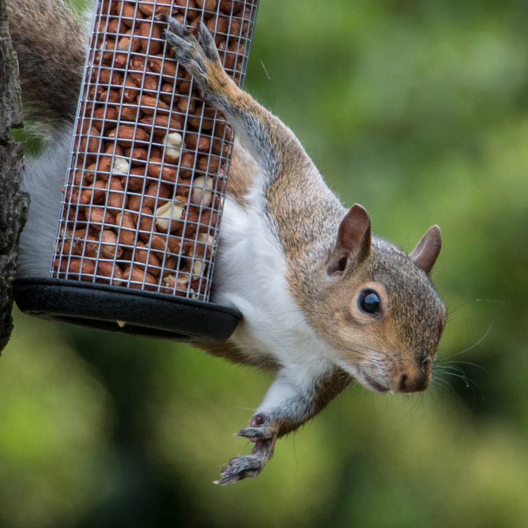 15 Squirrel Proof Bird Feeders For 2022 - 5 Best Feeder Tips