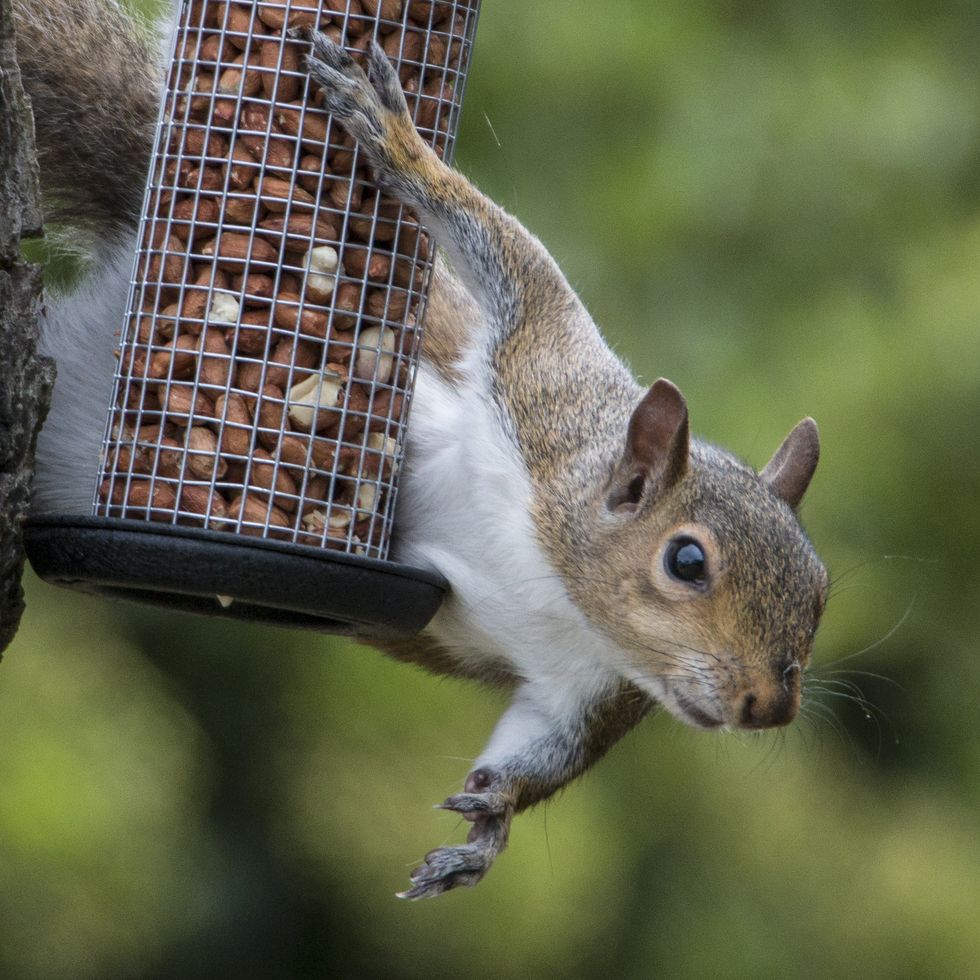 Grey Squirrel caught stealing bird's nuts
