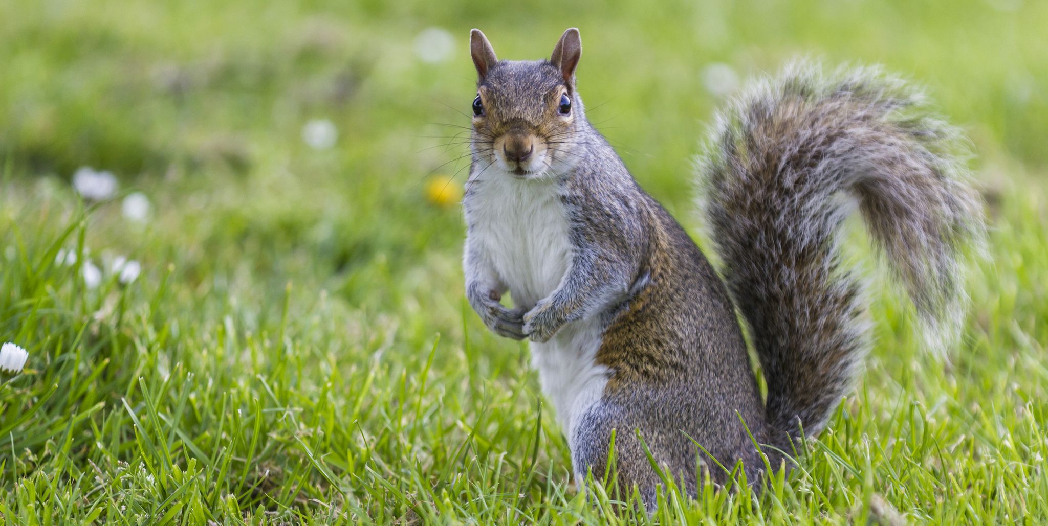 grey squirrel on grass