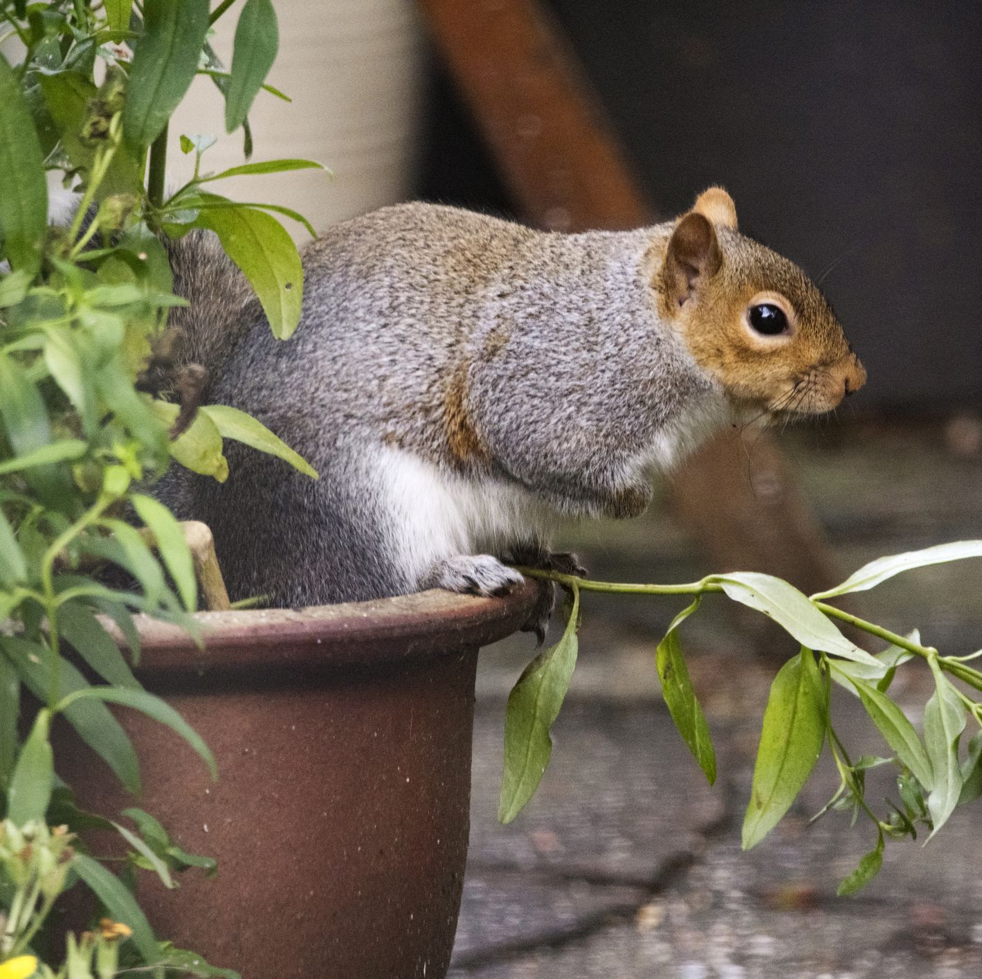 We Discovered the BEST Way To Keep Squirrels Out Of Your Garden