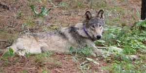 the gray wolf or 93, shown near yosemite national park in february, traveled from oregon to southern california in search of territory and female mates, or 93 was struck and killed in a vehicle crash this month near interstate 5 in lebec in kern county