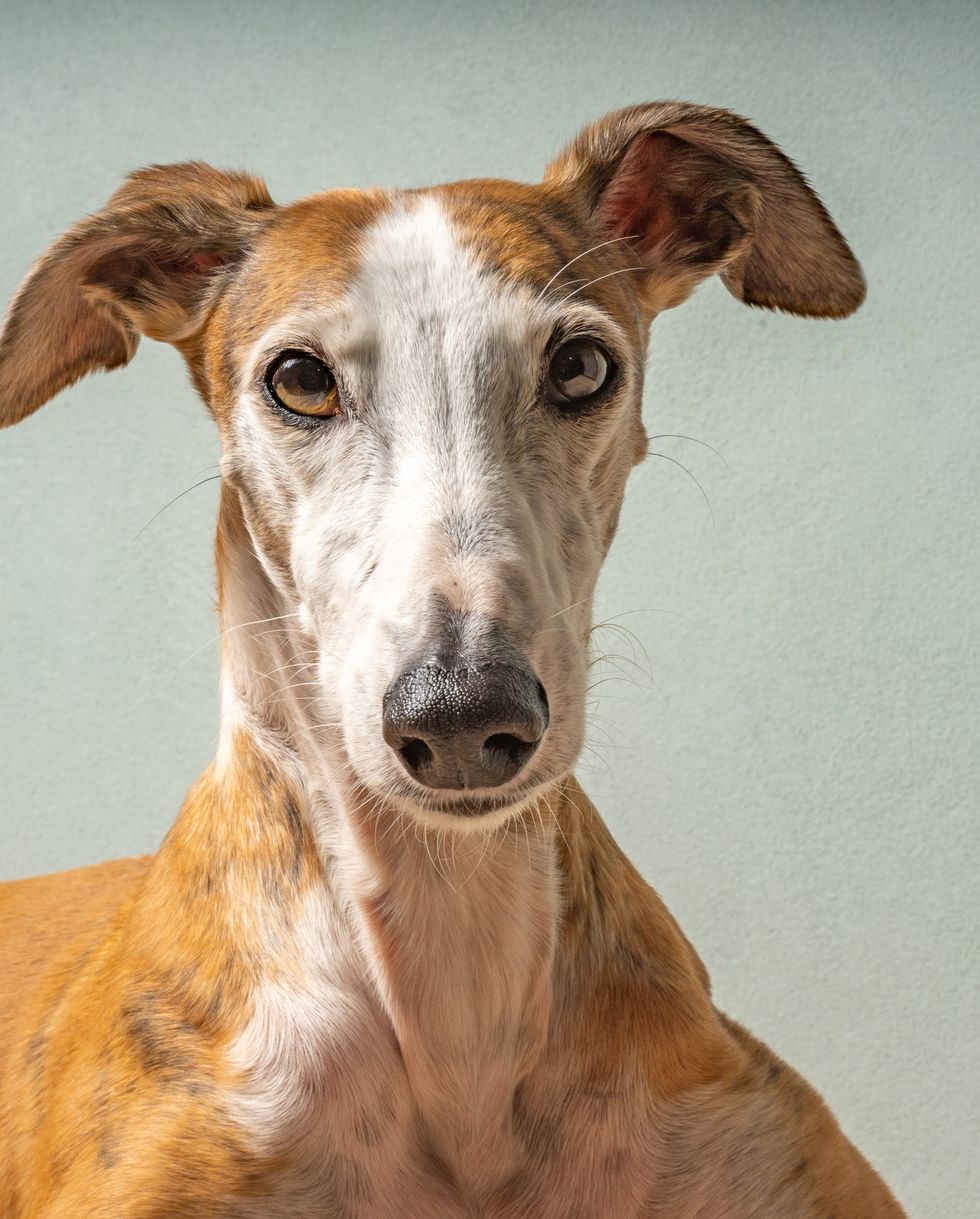 hound dog breeds greyhound
