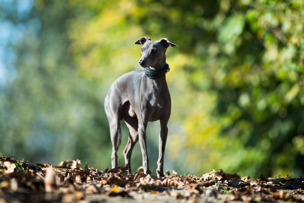 greyhound dog