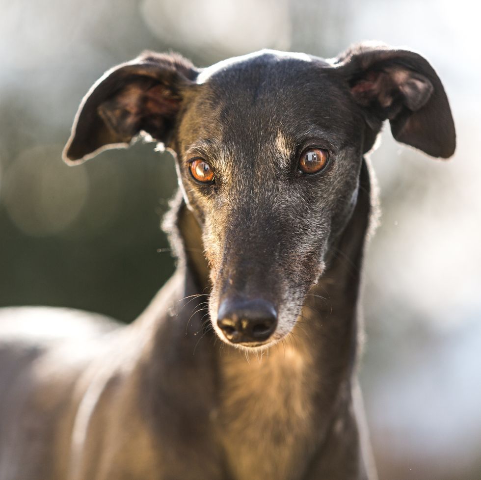 black greyhound dog looking off camera off lead with ears sticking up
