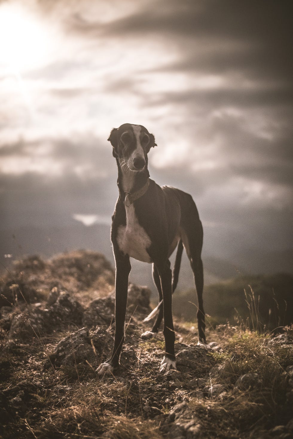a greyhound looking at landscape in the top of a mountain