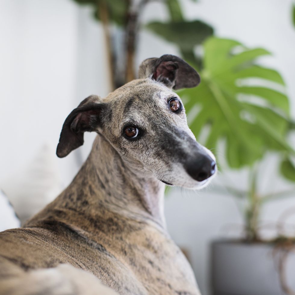 healthiest dog breeds greyhound