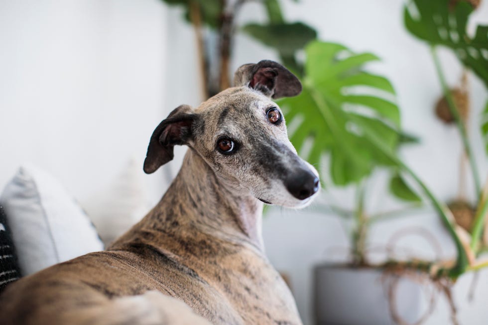 greyhound dog breed