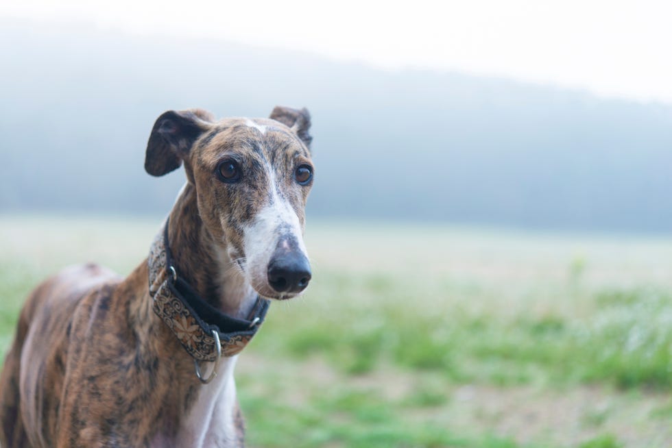 greyhound on a meadow