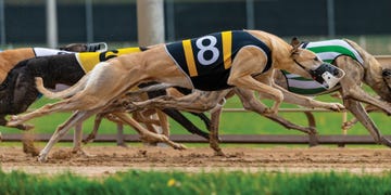 greyhound dogs, greyhound rescue