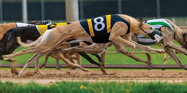 greyhound dogs, greyhound rescue