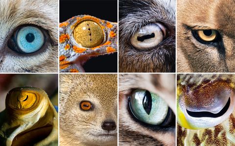 eyes of a white lion, a gecko, a goat, a lion, stingray, a mongoose, a cat, and a cuttlefish﻿