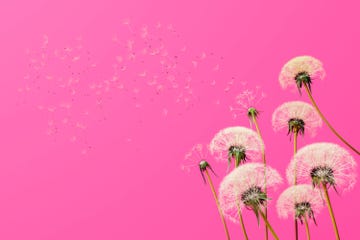3d rendering of bunch of dandelions with white gentle florets against bright pink background