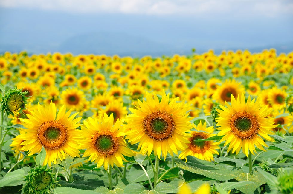 sunflower field near me grinter's sunflower farm kansas