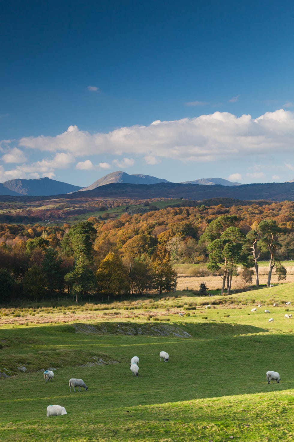 grizedale forest