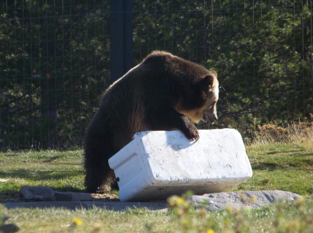 YETI Coolers: Super Cool & Bear Proof?