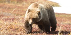 grizzly bear at denali national park