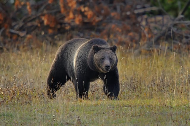 grizzly bear in yellowstone
