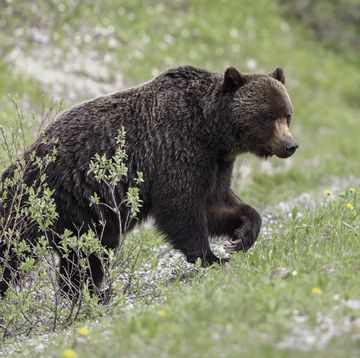 grizzly bear sow, ursus arctos horribilis, climbing hill in kananaskis country, alberta, canada