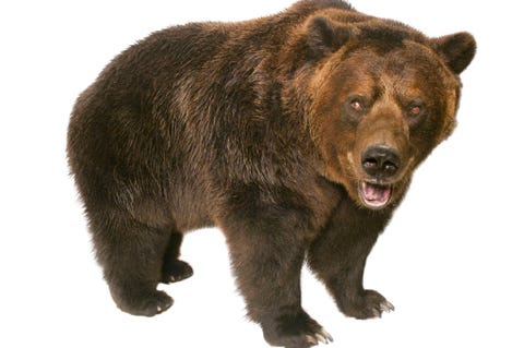 Grizzlybeer Grizzlyberen leefden ooit in vrijwel het gehele westen van NoordAmerika totdat het grootste deel van de populatie werd uitgeroeid door Europese kolonisten of verdween door de komst van steeds meer nederzettingen