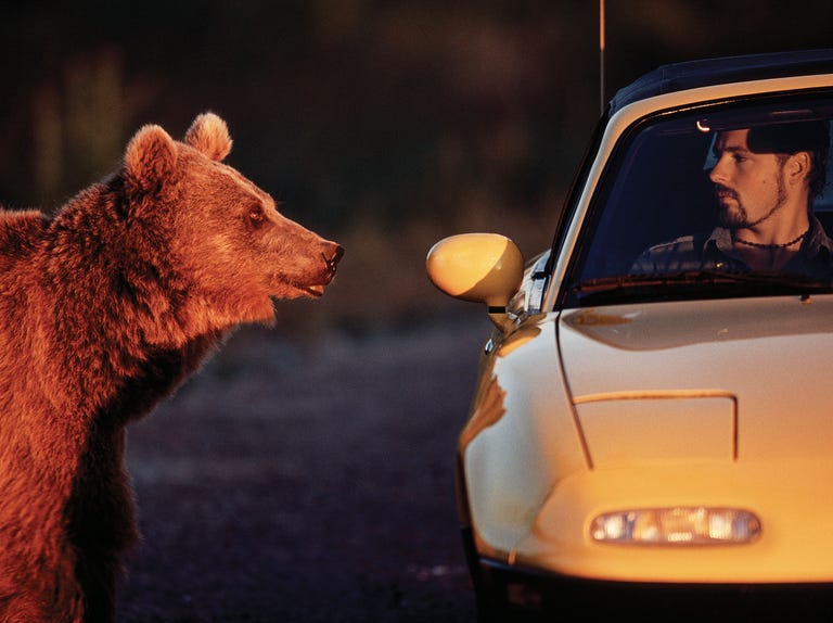 a visitor to yellowstone bear world in rexburg, idaho, has an up close encounter with a grizzly, californians could have similar experiences if the iconic creatures are reintroduced to the state